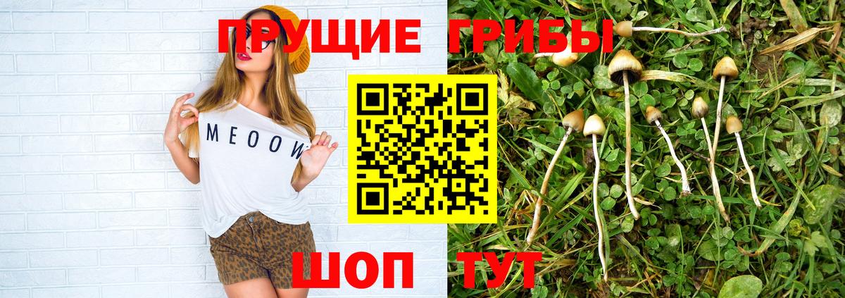 Новороссийск  Псилоцибиновые грибы Psilocybe  Вход с VPN 